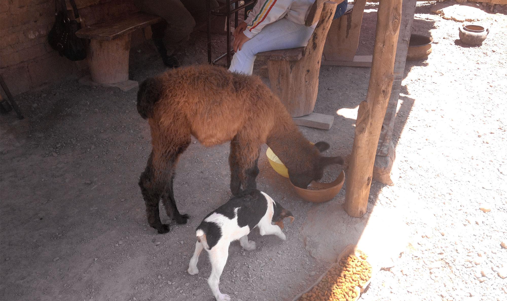 Woran das wohl liegt? haustiere_lamas_argentinien.jpg