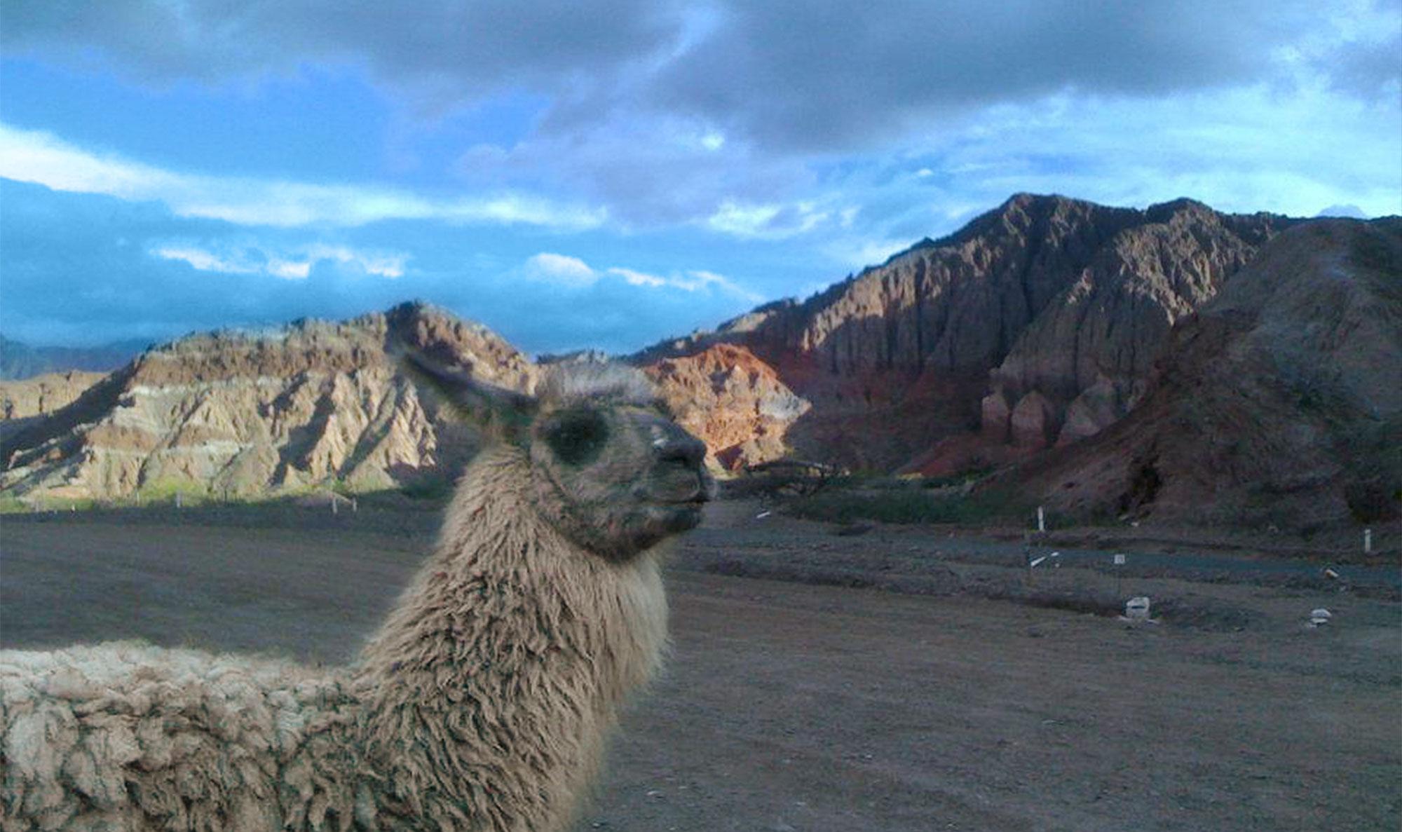 Im LaND der LAMAs lama_reise_argentinien.jpg
