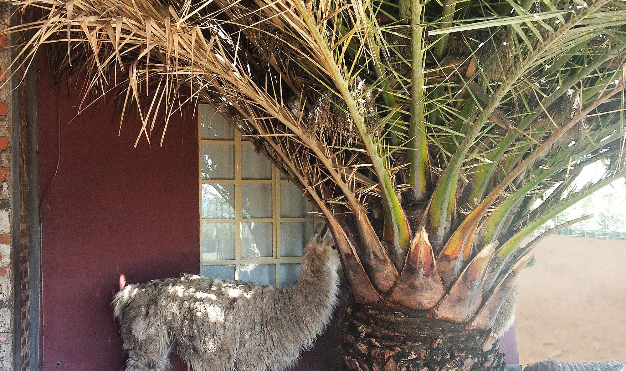 Warum LAMas so besonders WEICH sind lama_versteck-_reise_argentinien.jpg