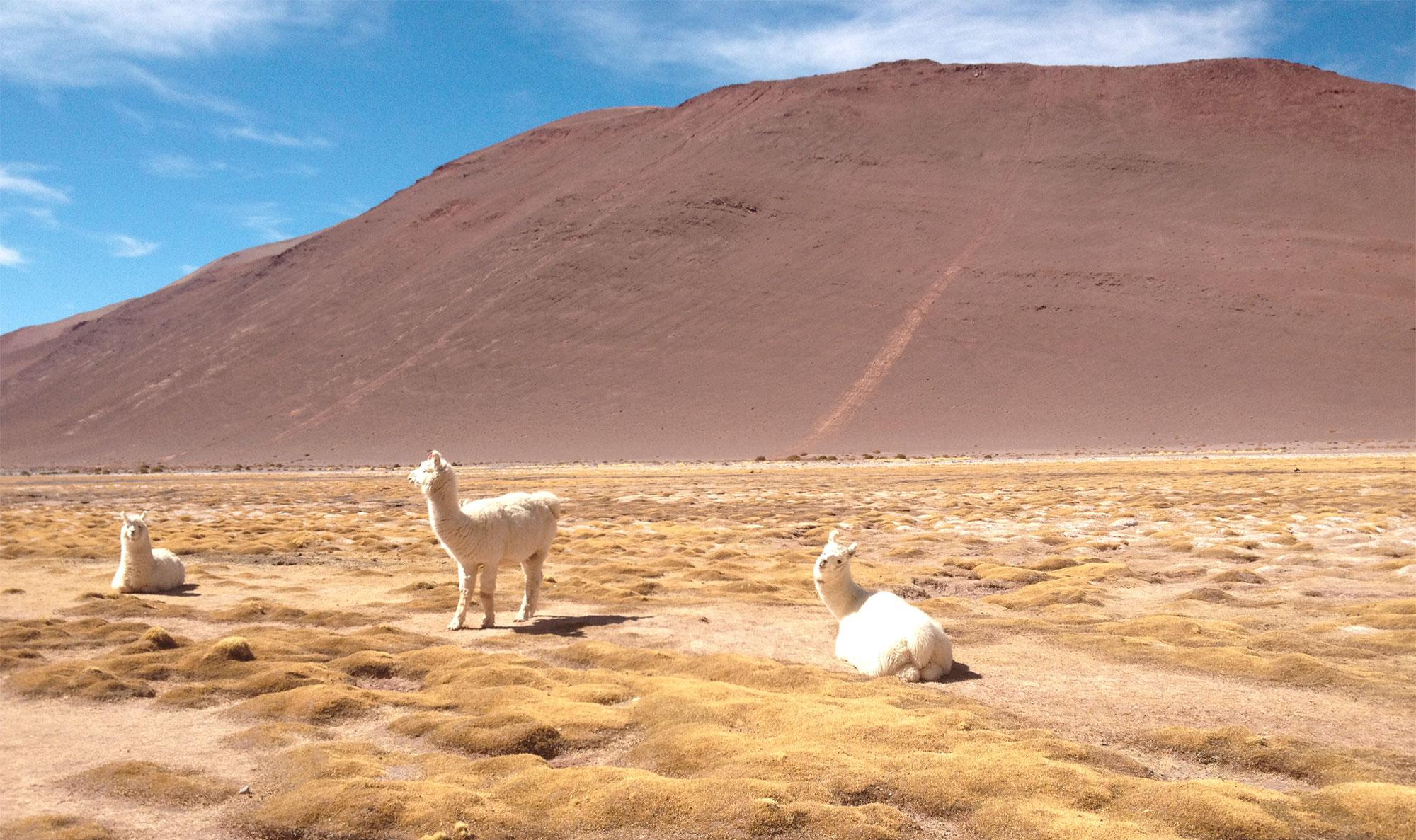 Wir stören bei der ArBEIT lamas_berg_argentinien.jpg