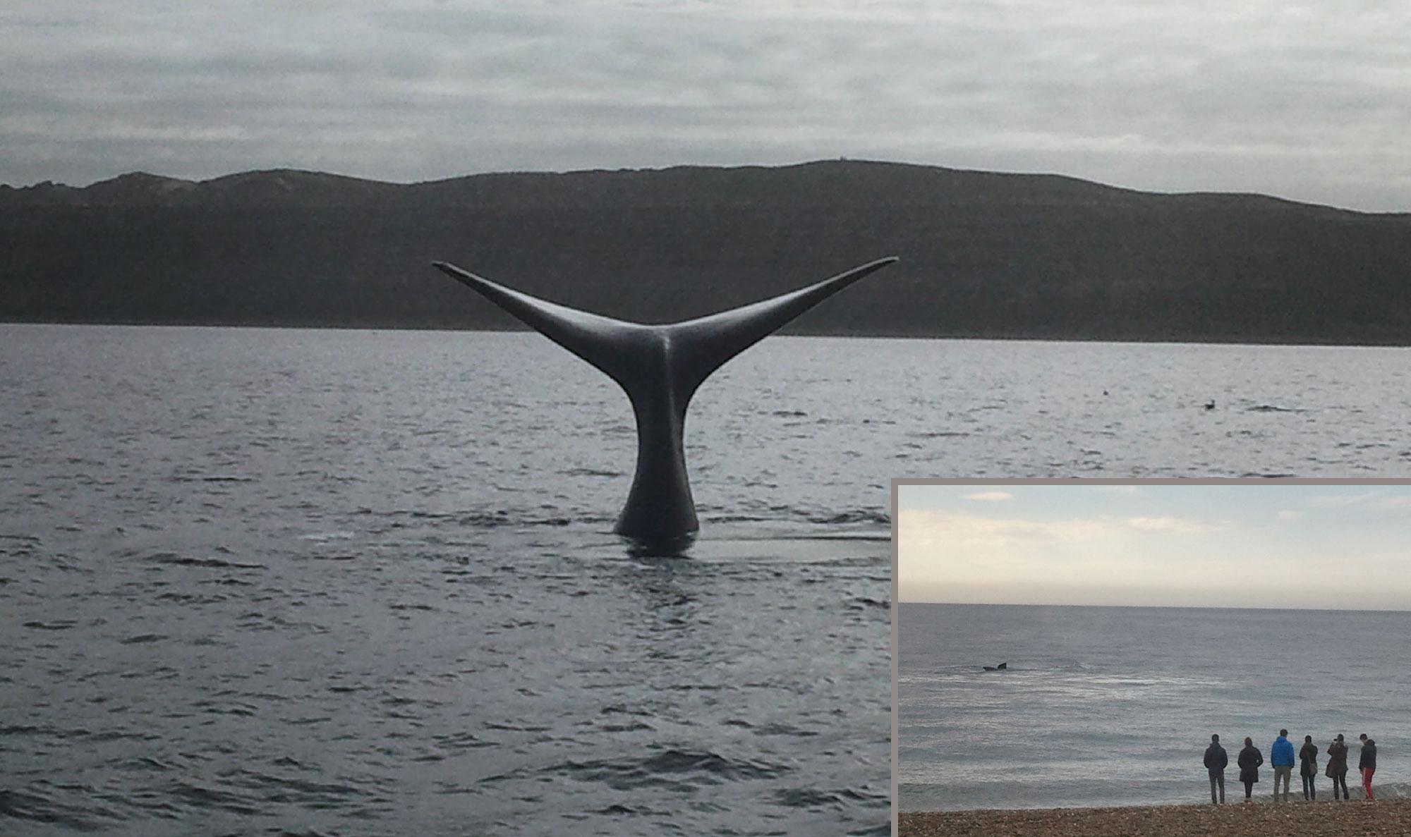 whalewatching_argentinien.jpg