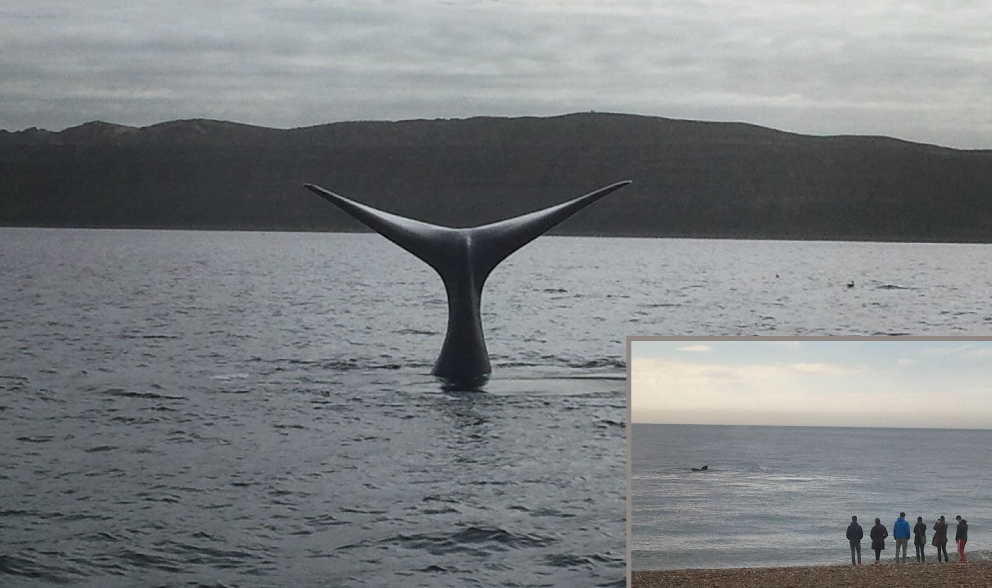 Off Topic whalewatching_argentinien.jpg